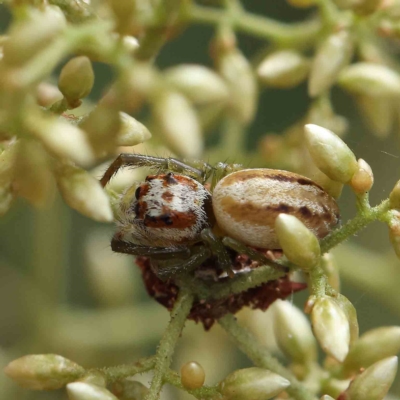 Opisthoncus abnormis (Long-legged Jumper) at O'Connor, ACT - 4 Feb 2023 by ConBoekel