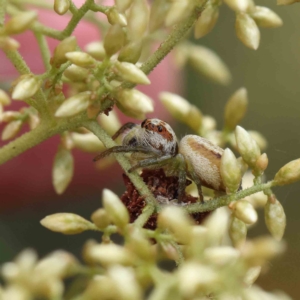 Opisthoncus abnormis at O'Connor, ACT - 4 Feb 2023 03:37 PM