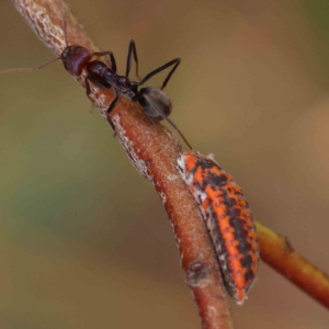 Monophlebulus sp. (genus) at O'Connor, ACT - 4 Feb 2023