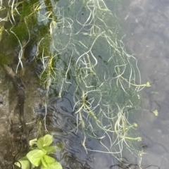 Ranunculus trichophyllus at Rendezvous Creek, ACT - 6 Apr 2023 by JaneR