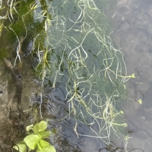Ranunculus trichophyllus at Rendezvous Creek, ACT - 6 Apr 2023