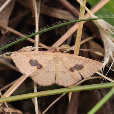 Epicyme rubropunctaria (Red-spotted Delicate) at Dryandra St Woodland - 4 Feb 2023 by ConBoekel