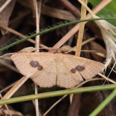 Epicyme rubropunctaria (Red-spotted Delicate) at O'Connor, ACT - 4 Feb 2023 by ConBoekel