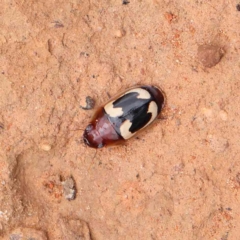 Sphallomorpha sp. (genus) (Unidentified Sphallomorpha ground beetle) at Dryandra St Woodland - 4 Feb 2023 by ConBoekel