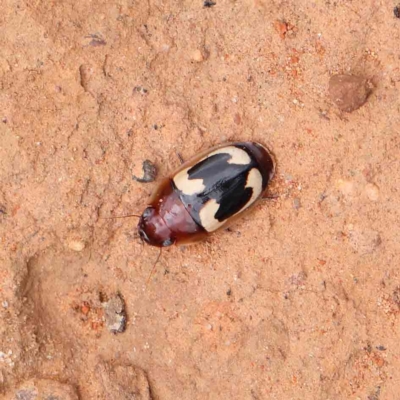 Sphallomorpha sp. (genus) (Unidentified Sphallomorpha ground beetle) at O'Connor, ACT - 4 Feb 2023 by ConBoekel