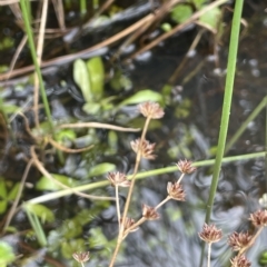 Juncus articulatus (A Rush) at Namadgi National Park - 6 Apr 2023 by JaneR