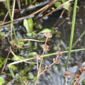 Juncus articulatus at Rendezvous Creek, ACT - 6 Apr 2023