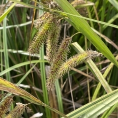 Carex fascicularis (Tassel Sedge) at Rendezvous Creek, ACT - 6 Apr 2023 by JaneR