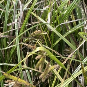 Carex fascicularis at Rendezvous Creek, ACT - 6 Apr 2023