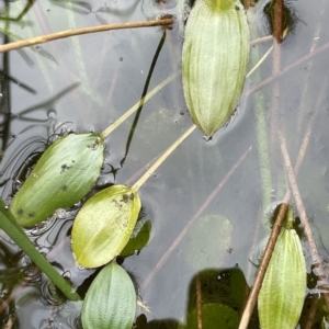 Potamogeton cheesemanii at Rendezvous Creek, ACT - 6 Apr 2023