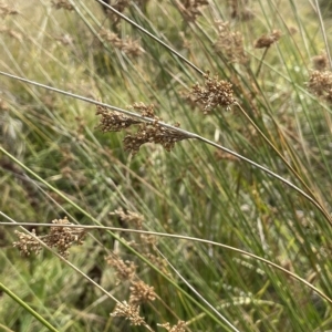 Juncus alexandri subsp. alexandri at Namadgi National Park - 6 Apr 2023