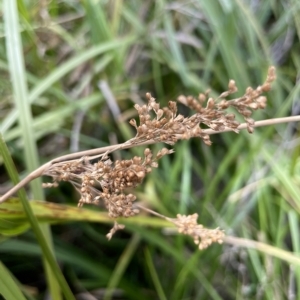 Juncus alexandri subsp. alexandri at Namadgi National Park - 6 Apr 2023