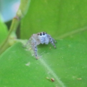 Opisthoncus sexmaculatus at Flynn, ACT - 4 Apr 2023