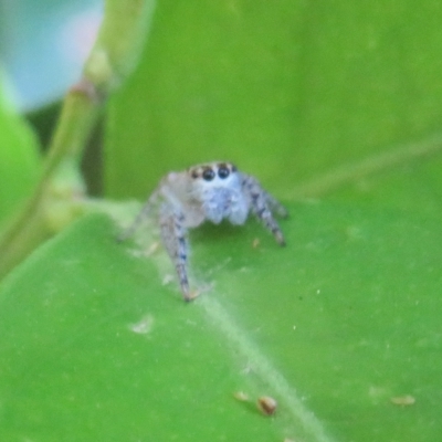 Opisthoncus sexmaculatus (Six-marked jumping spider) at Flynn, ACT - 4 Apr 2023 by Christine