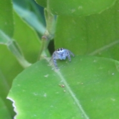 Opisthoncus sexmaculatus at Flynn, ACT - 4 Apr 2023