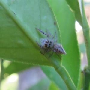 Opisthoncus sexmaculatus at Flynn, ACT - 4 Apr 2023