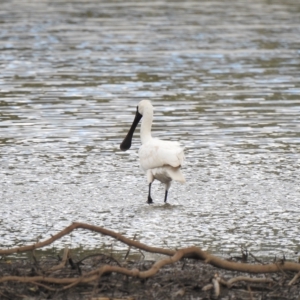 Platalea regia at Splitters Creek, NSW - 29 Mar 2023