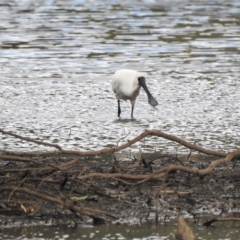 Platalea regia at Splitters Creek, NSW - 29 Mar 2023