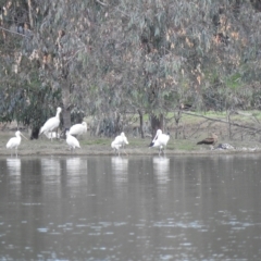 Platalea flavipes (Yellow-billed Spoonbill) at Wonga Wetlands - 29 Mar 2023 by GlossyGal