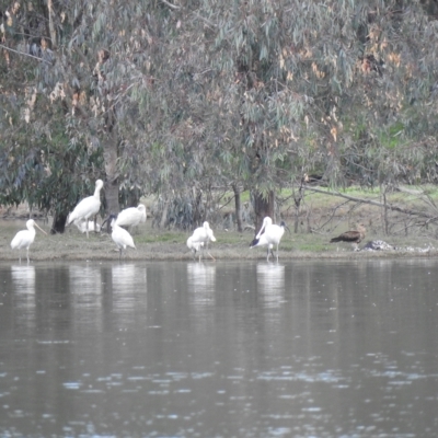 Platalea flavipes (Yellow-billed Spoonbill) at Albury - 29 Mar 2023 by GlossyGal