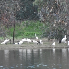 Platalea flavipes at Splitters Creek, NSW - 29 Mar 2023