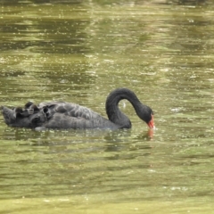 Cygnus atratus (Black Swan) at Wonga Wetlands - 29 Mar 2023 by GlossyGal
