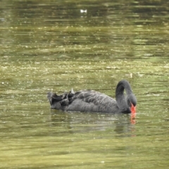 Cygnus atratus at Splitters Creek, NSW - 29 Mar 2023 04:22 PM