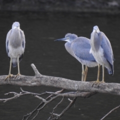 Egretta novaehollandiae (White-faced Heron) at Wonga Wetlands - 29 Mar 2023 by GlossyGal