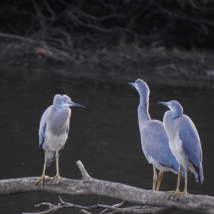 Egretta novaehollandiae at Splitters Creek, NSW - 29 Mar 2023 05:14 PM