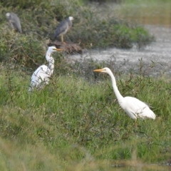Ardea alba (Great Egret) at Wonga Wetlands - 29 Mar 2023 by GlossyGal