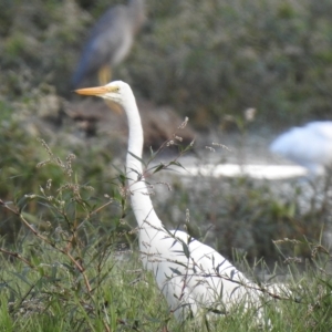 Ardea alba at Splitters Creek, NSW - 29 Mar 2023 05:34 PM
