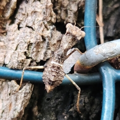 Unidentified Praying mantis (Mantodea) at Verrierdale, QLD - 7 Apr 2023 by AaronClausen