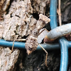 Gyromantis kraussi at Verrierdale, QLD - 7 Apr 2023 04:19 PM