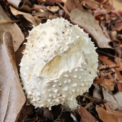 Amanita sp. (Amanita sp.) at Verrierdale, QLD - 7 Apr 2023 by AaronClausen