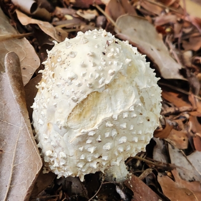 Amanita sp. (Amanita sp.) at Verrierdale, QLD - 7 Apr 2023 by AaronClausen