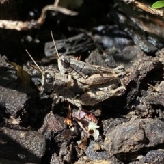 Phaulacridium vittatum (Wingless Grasshopper) at Burradoo - 16 Mar 2023 by GlossyGal