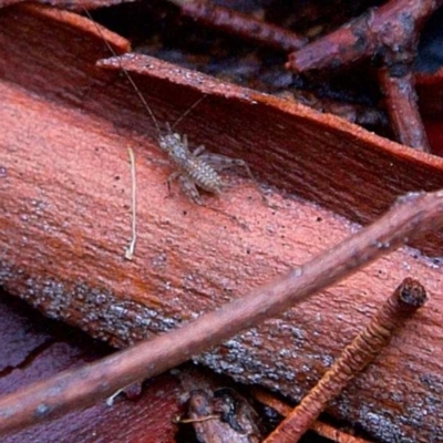 Unidentified Cricket (Orthoptera, several families) at Higgins, ACT - 7 Apr 2023 by Trevor