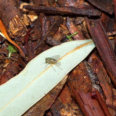 Dolichopodidae (family) (Unidentified Long-legged fly) at Higgins Woodland - 7 Apr 2023 by Trevor