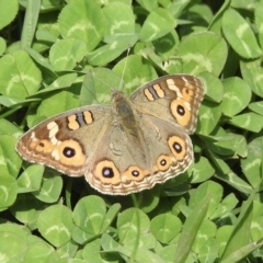 Junonia villida (Meadow Argus) at Wingecarribee Local Government Area - 5 Apr 2023 by GlossyGal