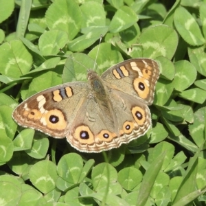 Junonia villida at Burradoo, NSW - suppressed
