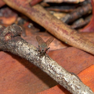 Helina sp. (genus) (Muscid fly) at Higgins Woodland - 7 Apr 2023 by Trevor