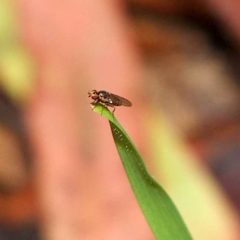 Stratiomyidae (family) (Soldier fly) at Higgins Woodland - 7 Apr 2023 by Trevor