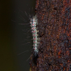 Anestia (genus) (A tiger moth) at Higgins, ACT - 7 Apr 2023 by Trevor