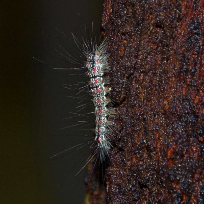 Anestia (genus) (A tiger moth) at Higgins, ACT - 7 Apr 2023 by MichaelWenke