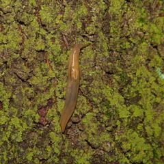 Ambigolimax sp. (valentius and waterstoni) (Striped Field Slug) at Higgins, ACT - 7 Apr 2023 by MichaelWenke