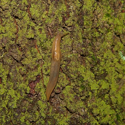 Ambigolimax sp. (valentius and waterstoni) (Striped Field Slug) at Higgins, ACT - 7 Apr 2023 by MichaelWenke