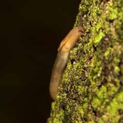 Ambigolimax nyctelia at Higgins, ACT - 7 Apr 2023