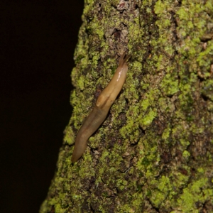 Ambigolimax sp. (valentius and waterstoni) at Higgins, ACT - 7 Apr 2023 03:36 PM