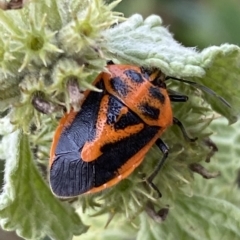 Agonoscelis rutila (Horehound bug) at Numeralla, NSW - 7 Apr 2023 by Steve_Bok