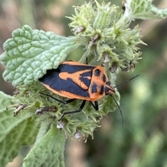 Agonoscelis rutila at Numeralla, NSW - 7 Apr 2023